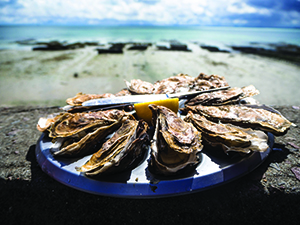 New Model Says Number of  Maryland Market-Size Oysters Half of 1999 Count