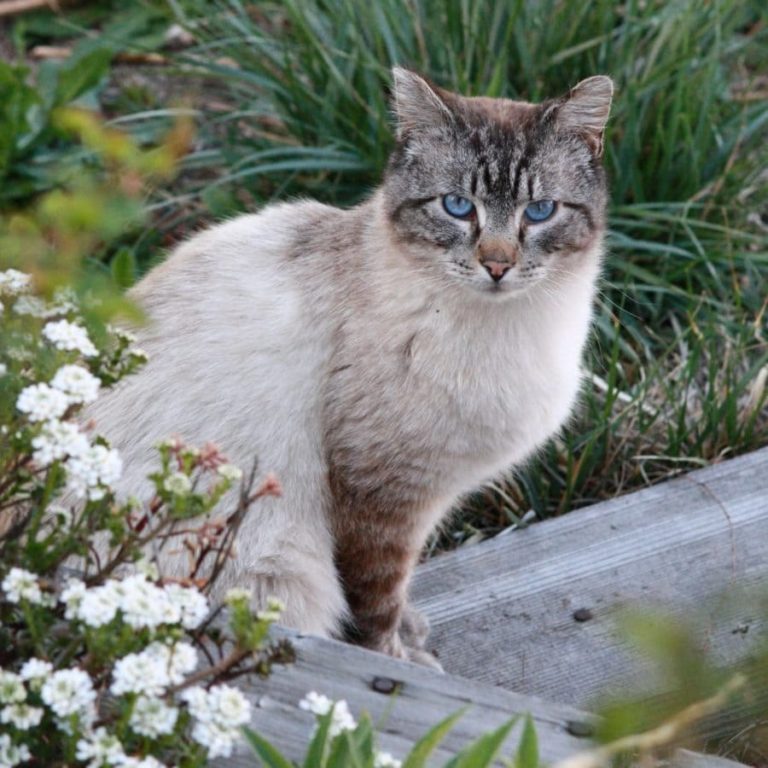 Cape Charles Cat Fight: What to Do about Feral Cats