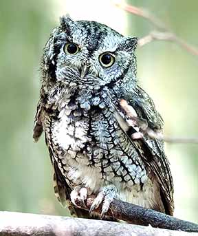 Nighttime Owl Prowl Introduces Visitors And Locals To Distinctive Calls Eastern Shore Post,Iguana Pet