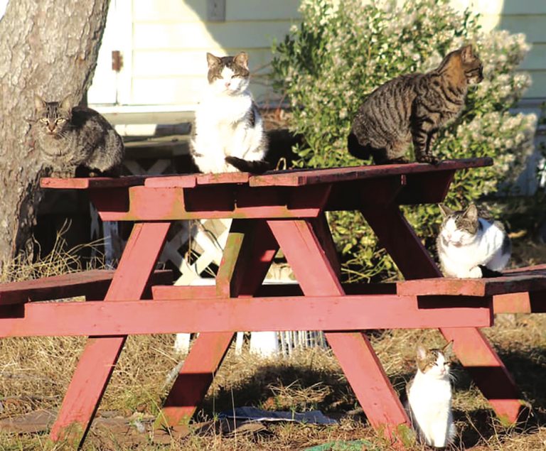46 Chincoteague Cats Trapped, Neutered, Released During Weekend Clinic