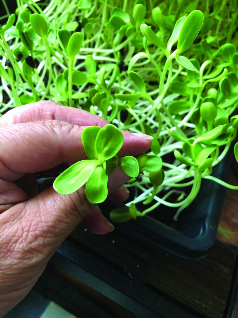 Locally Grown Microgreens Provide Intense Flavor, Concentrated Nutrition