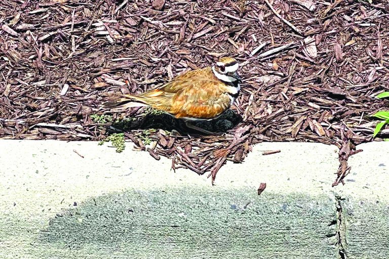 Nesting Killdeer Gets Protected Spot in Hospital Parking Lot