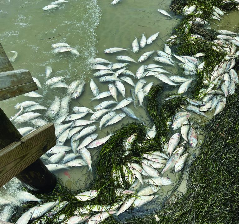 Residents launch petition to ban menhaden fishing